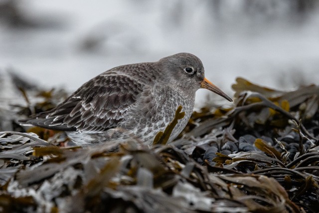 Merirüdi vetikate vahelt süüa otsimas, Norra