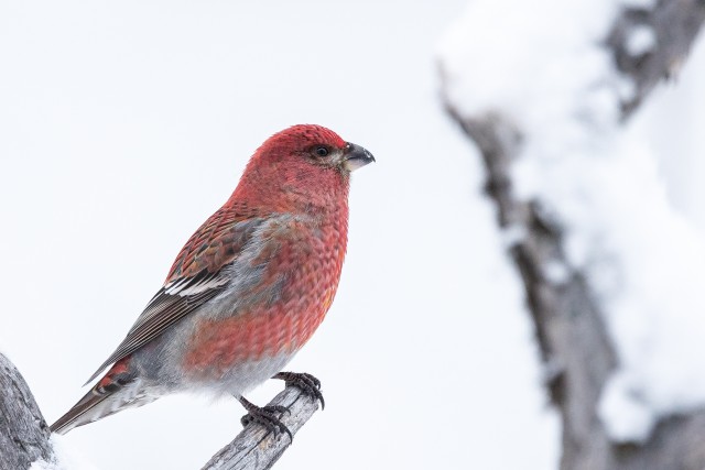 Männileevike kuivanud oksal, Soome