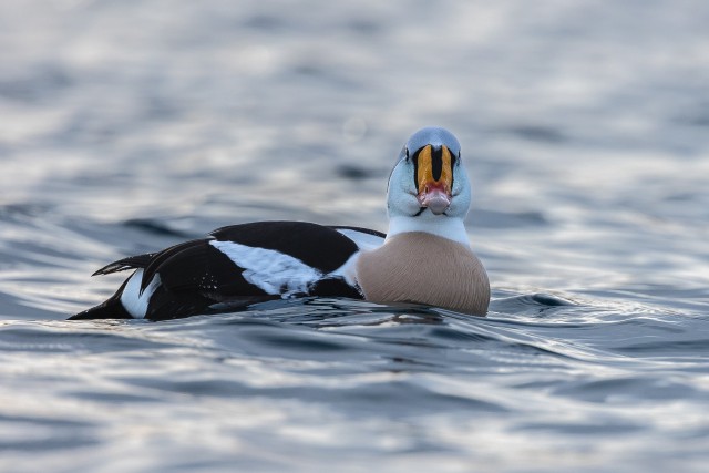 Kuninghahk kaamerale poseerimas, Norra