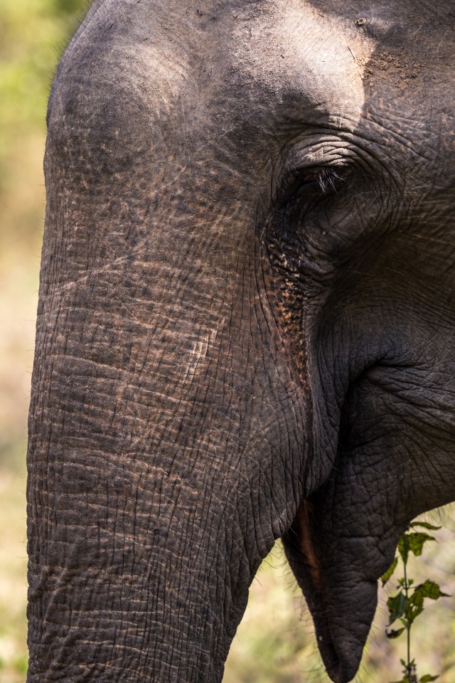 Lähiportree Sri Lanka elevandist