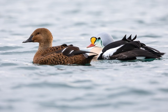 Kaks kuninghahk lindu kaunilt kaamerale poseerimas, Norra