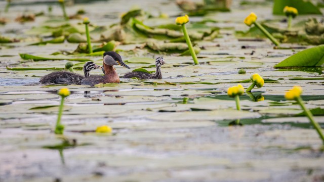 Tuttpüti pere Doonau delta jõe suudmes vesirooside vahel, Rumeenia