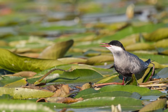 Habeviires Doonau deltal keset vesiroose, Rumeenia
