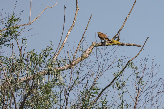 Väike konnakotkas puuoksal, Doonau delta, Rumeenia