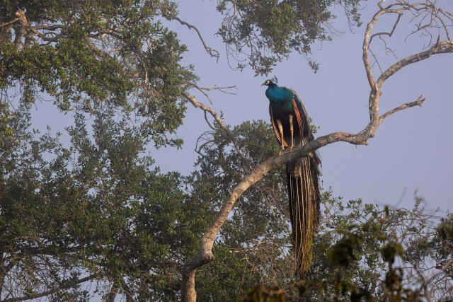 Paabulind Wilpattu rahvuspargis, Sri Lanka