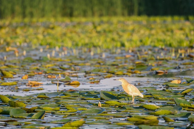 Tiigihaigur Doonau delta jõe suudmes vesiroosil tiibu puhkamas, Rumeenia