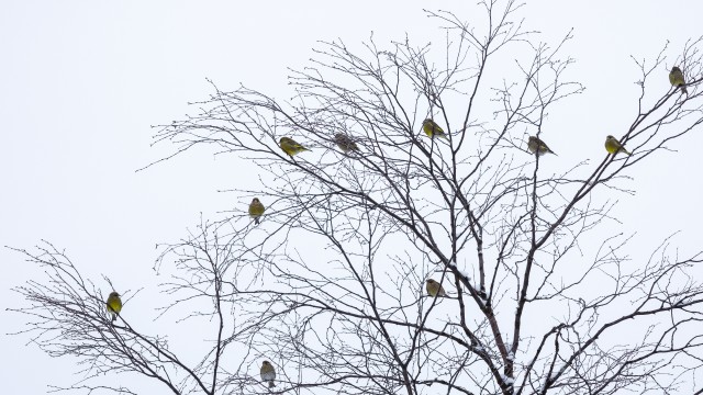Rohevintide parv talviselt raagus puul, Soome